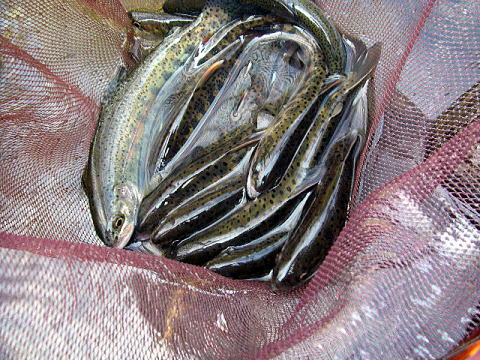 [̋̂̎ʐ^񖇂Ɠ̂łB